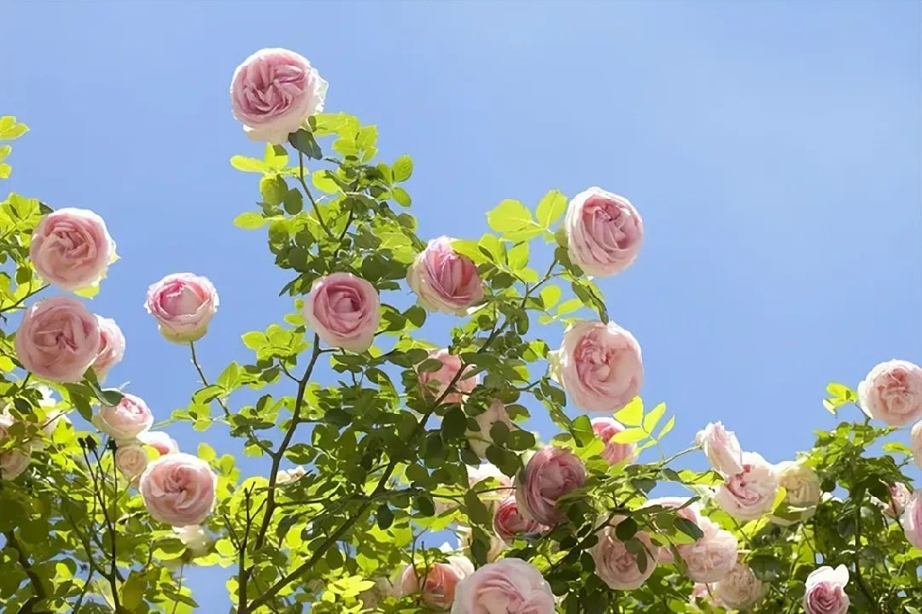 中国語教室ジャスミンのメイン画像